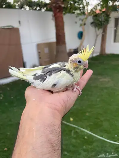 كروانات فروخ تصنيفات حلوه 3