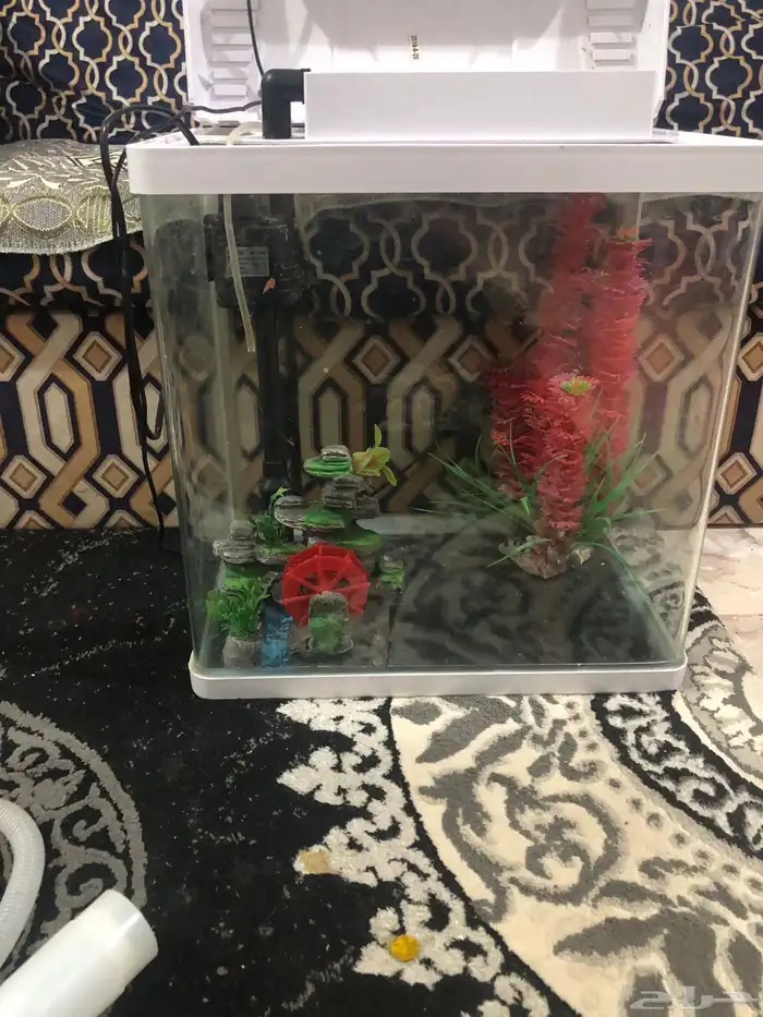 مسجل افانزا 0