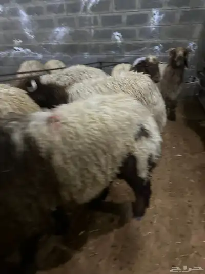 ذبايح حري نعيمي نجدي تيوس يوجد خدمه ذبح وتوصيل 3