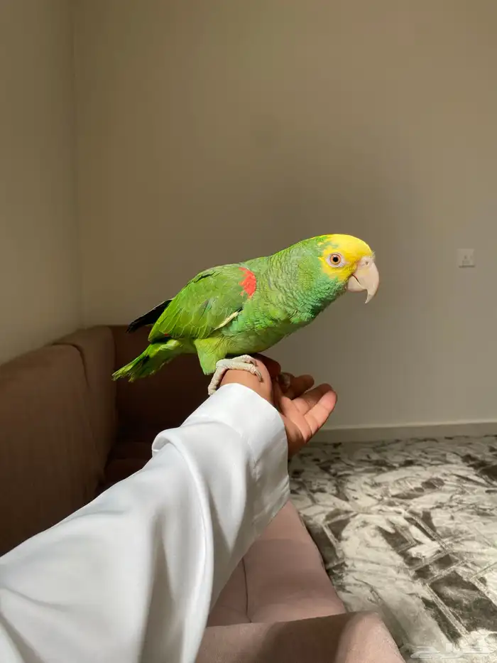 ببغاء امزوني دبل يلو هيد ماقنا فرخ مجنون كلام تم البيع 1