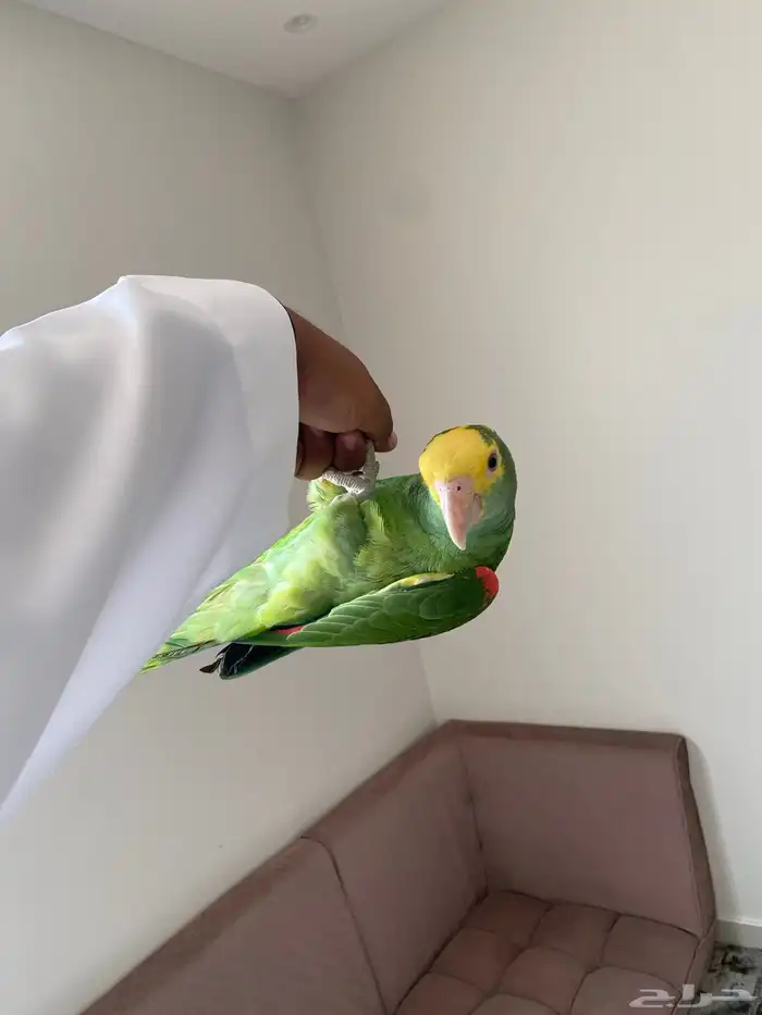 ببغاء امزوني دبل يلو هيد ماقنا فرخ مجنون كلام تم البيع 4