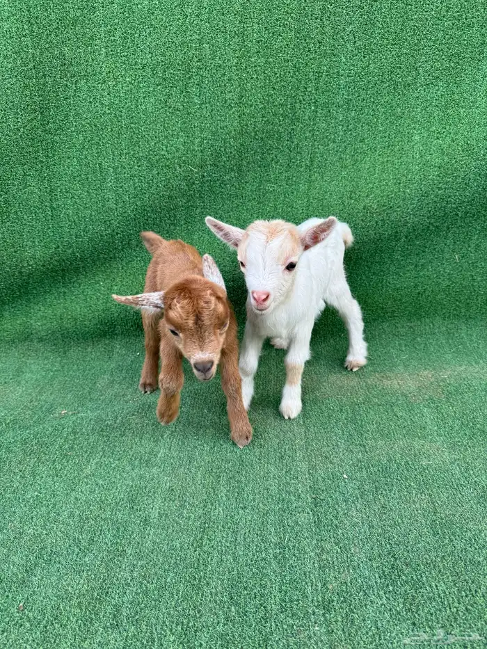 ماعز قزم جوز أمريكي تشيكي 0