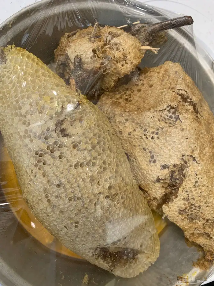 عسل من منحلي في الجنوب سمر سدر طلح ضهيانه غذاء الملكه اصلي 8