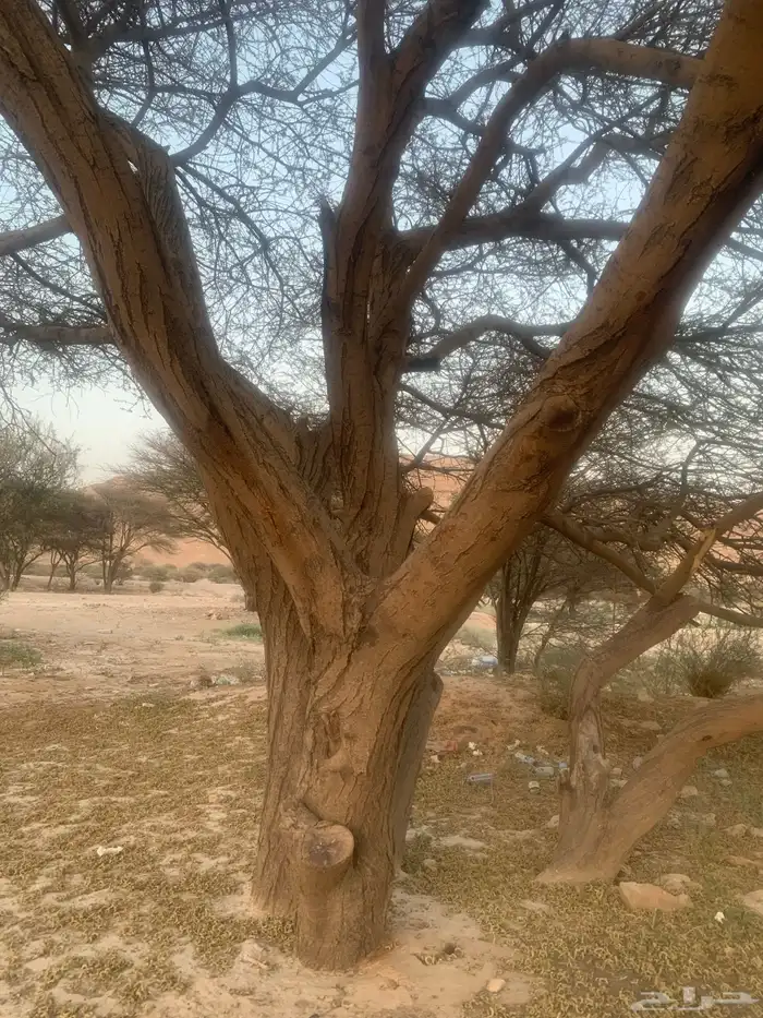 بذور سمر الرديانا ( العملاق ) 0