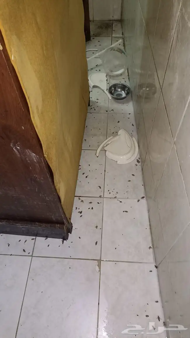 شركة تنظيف بالرياض مكافحة حشرات ورش مبيدات الحشرات بالرياض 36