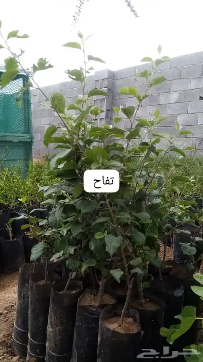 شتلات 5