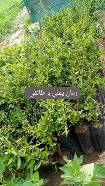 شتلات 0