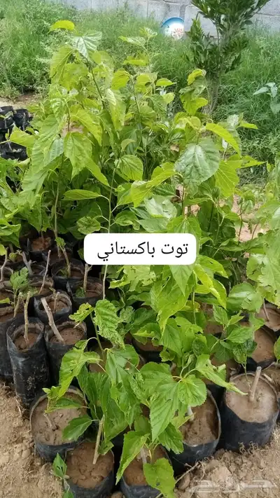شتلات 1