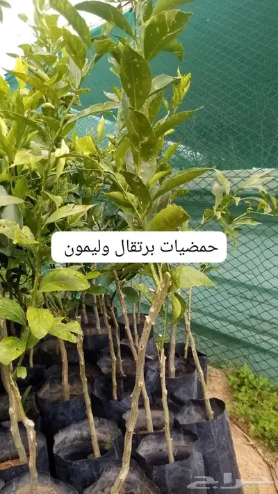 شتلات 4