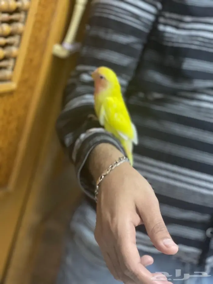 ببغاء روز لاتينو 1