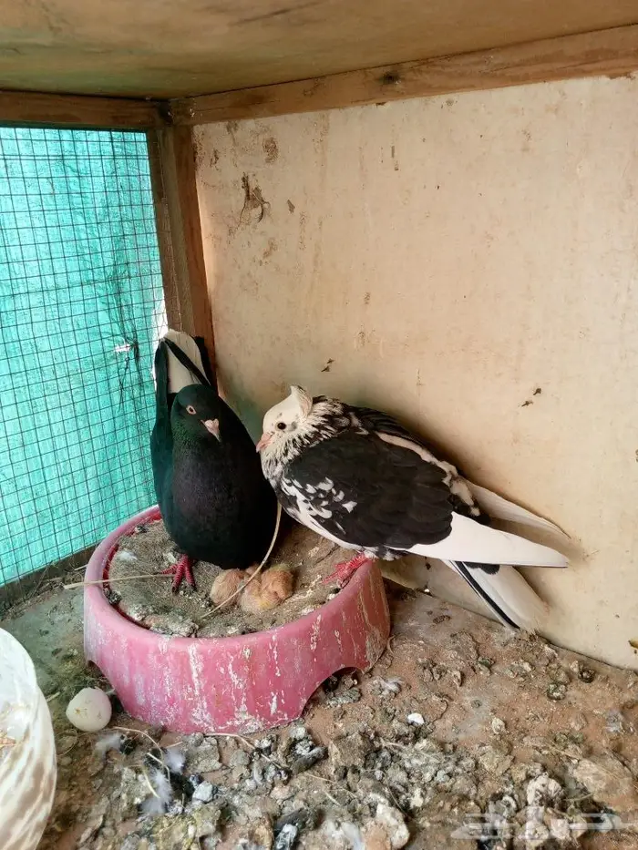 جوز قطايف للبيع 0