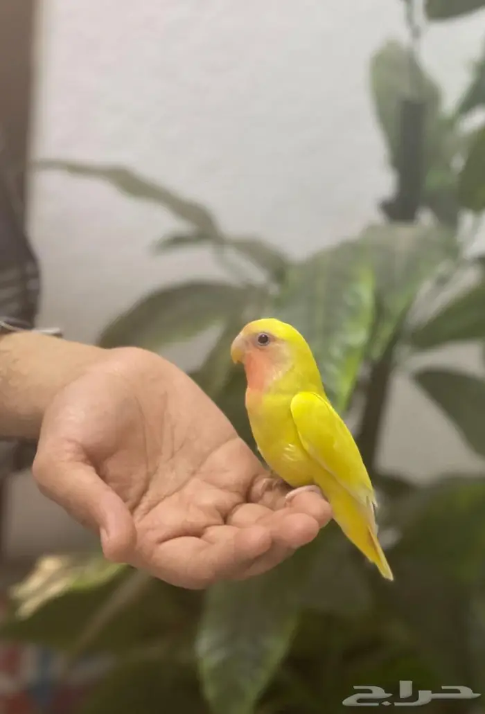 ببغاء روز لاتينو 0