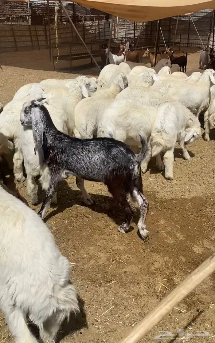 طليان حرية من حلال الطائف 8