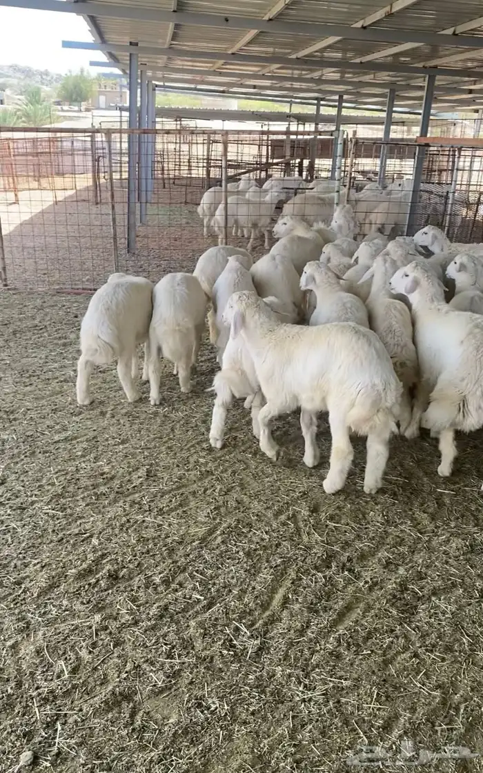 طليان حرية من حلال الطائف 7