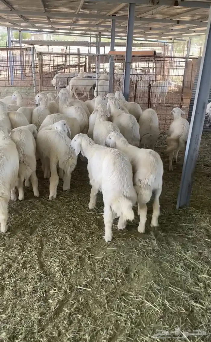 طليان حرية من حلال الطائف 6