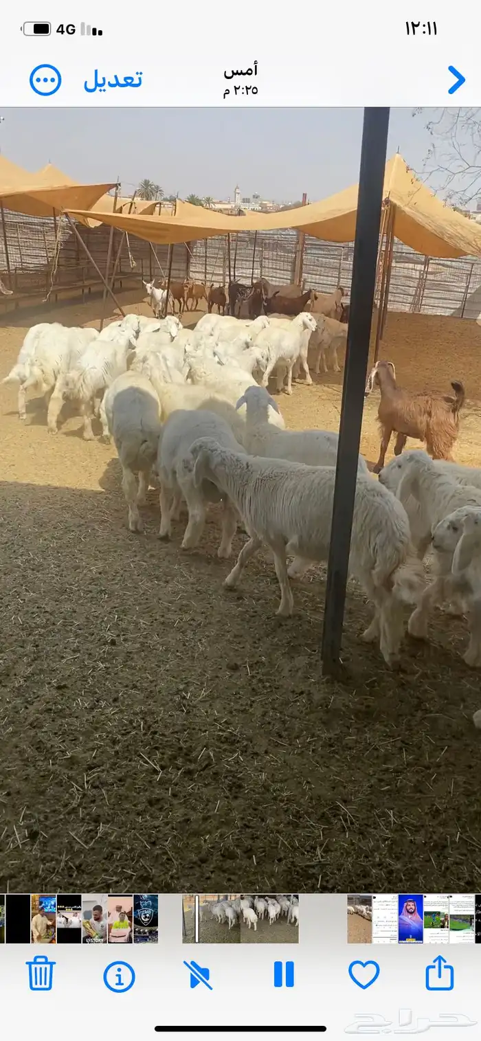 طليان حرية من حلال الطائف 9