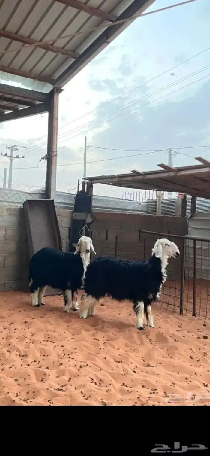رخال نجد 2