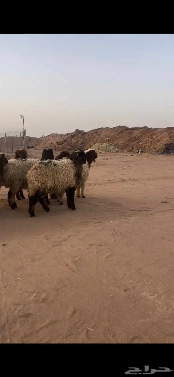 ذبايح نعيم 0