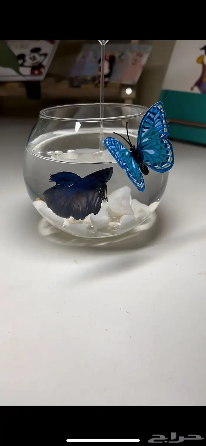 هدايا نجاح وتخرج مميزه 4