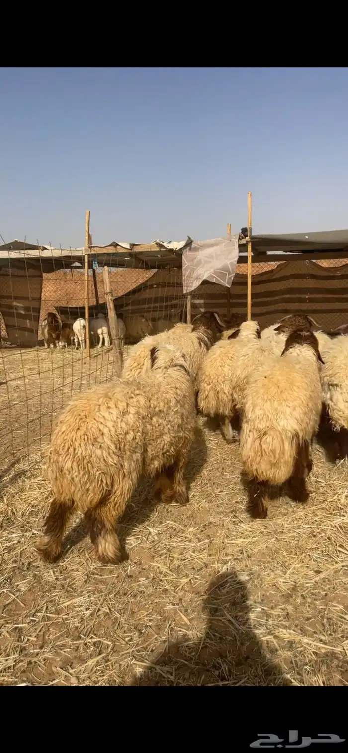 ذبايح نعيم 7