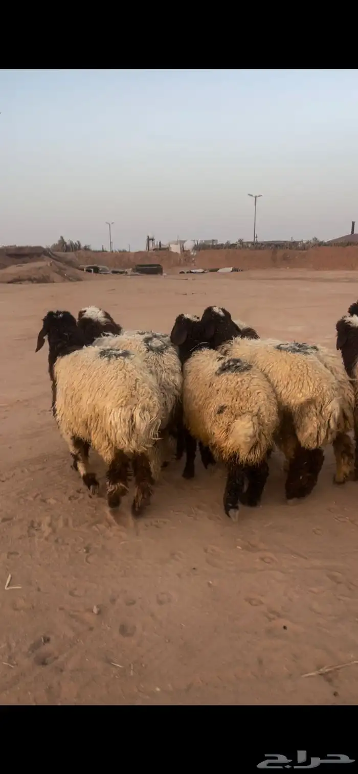 ذبايح نعيم 4