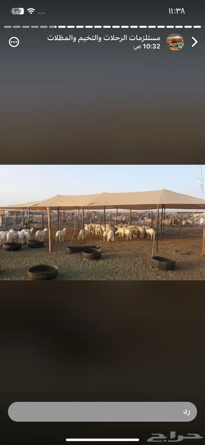 مظلات حلال كوري 0