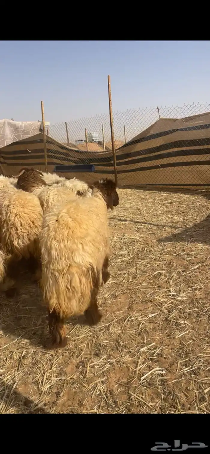 ذبايح نعيم 11