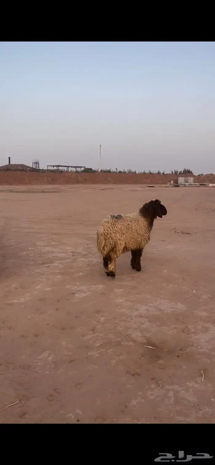 ذبايح نعيم 3