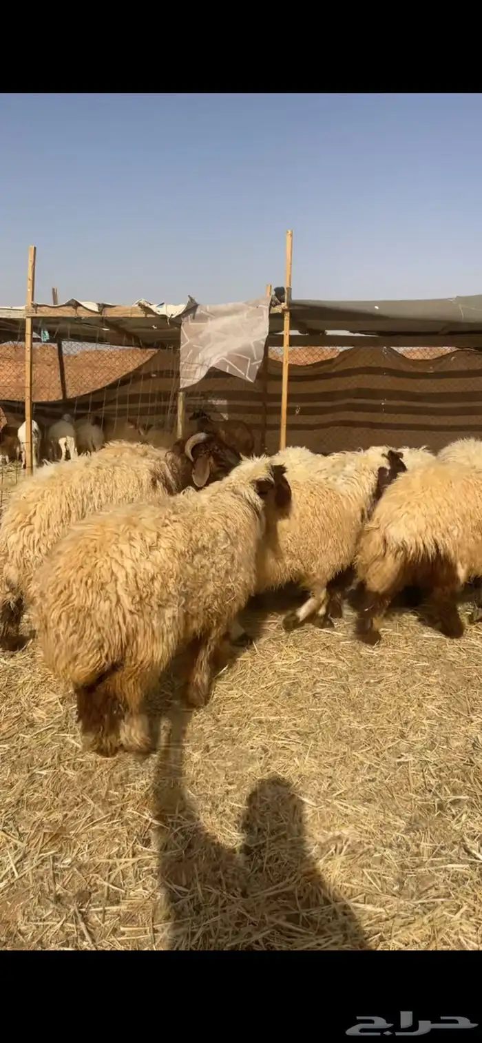 ذبايح نعيم 6