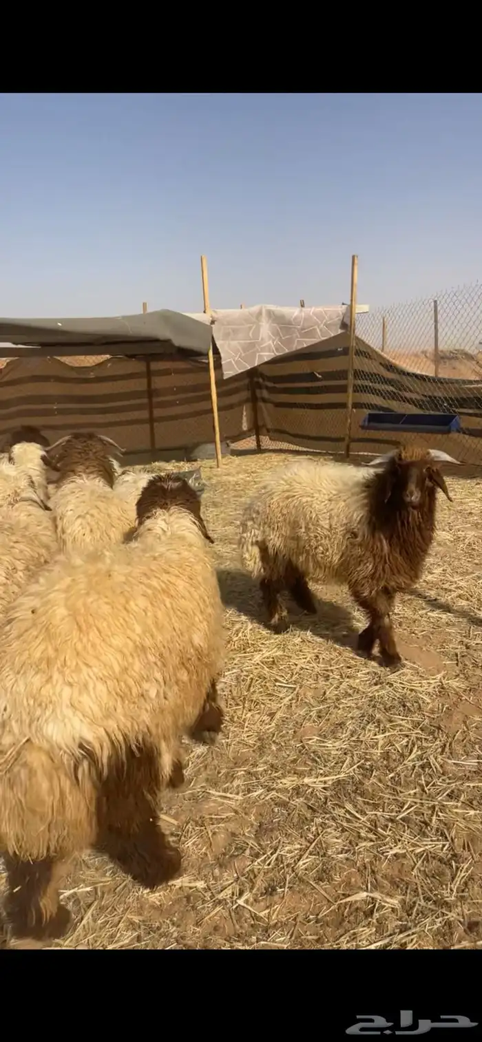 ذبايح نعيم 8