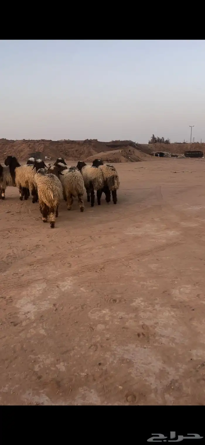 ذبايح نعيم 2