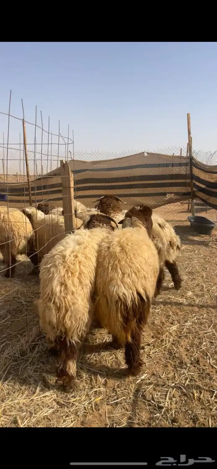 ذبايح نعيم 10