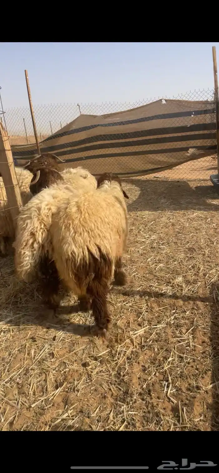 ذبايح نعيم 9