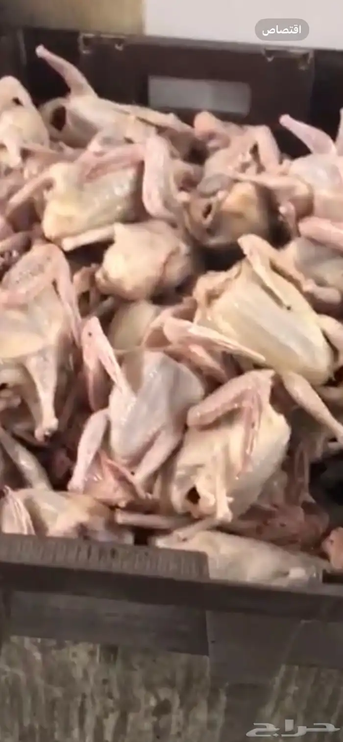 فراخة زاجل وفرنسي 0