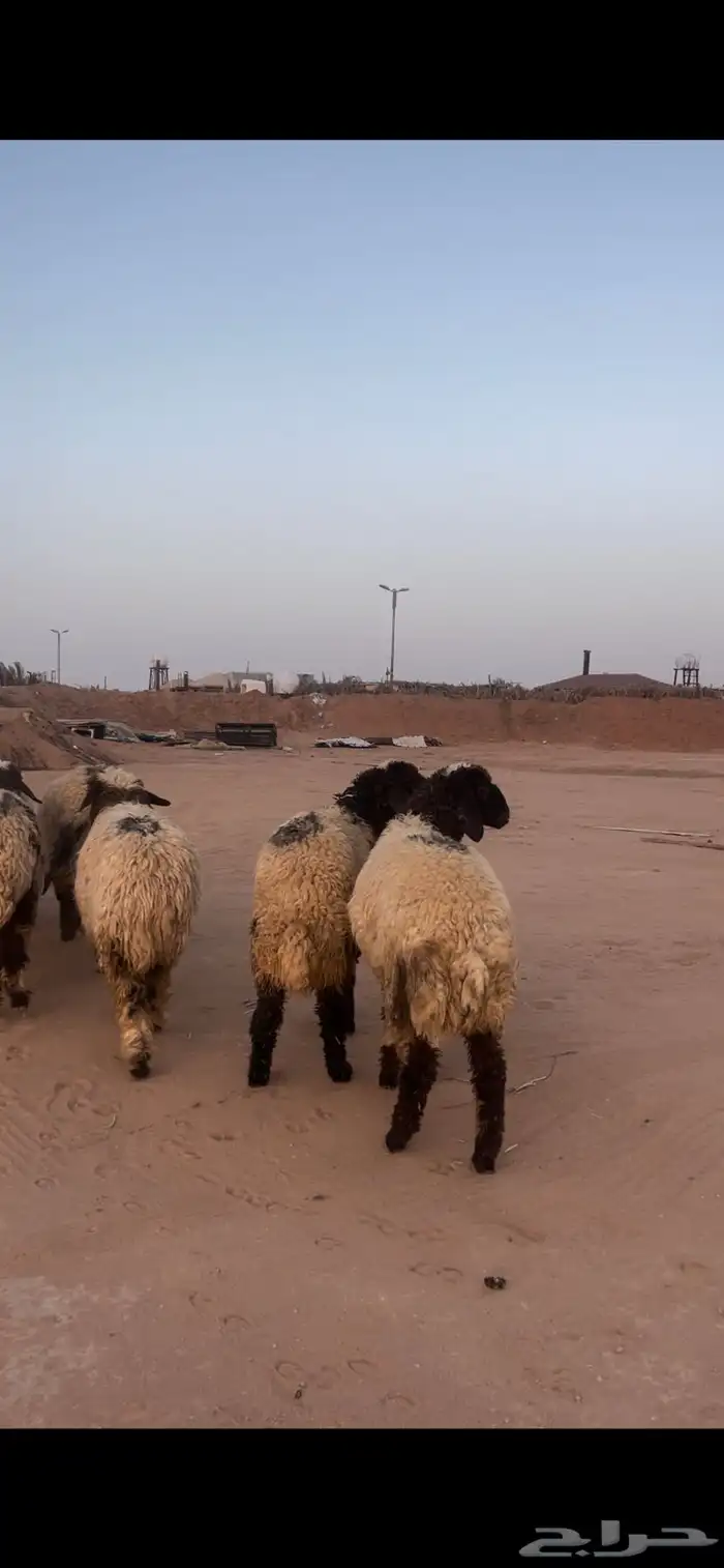 ذبايح نعيم 1