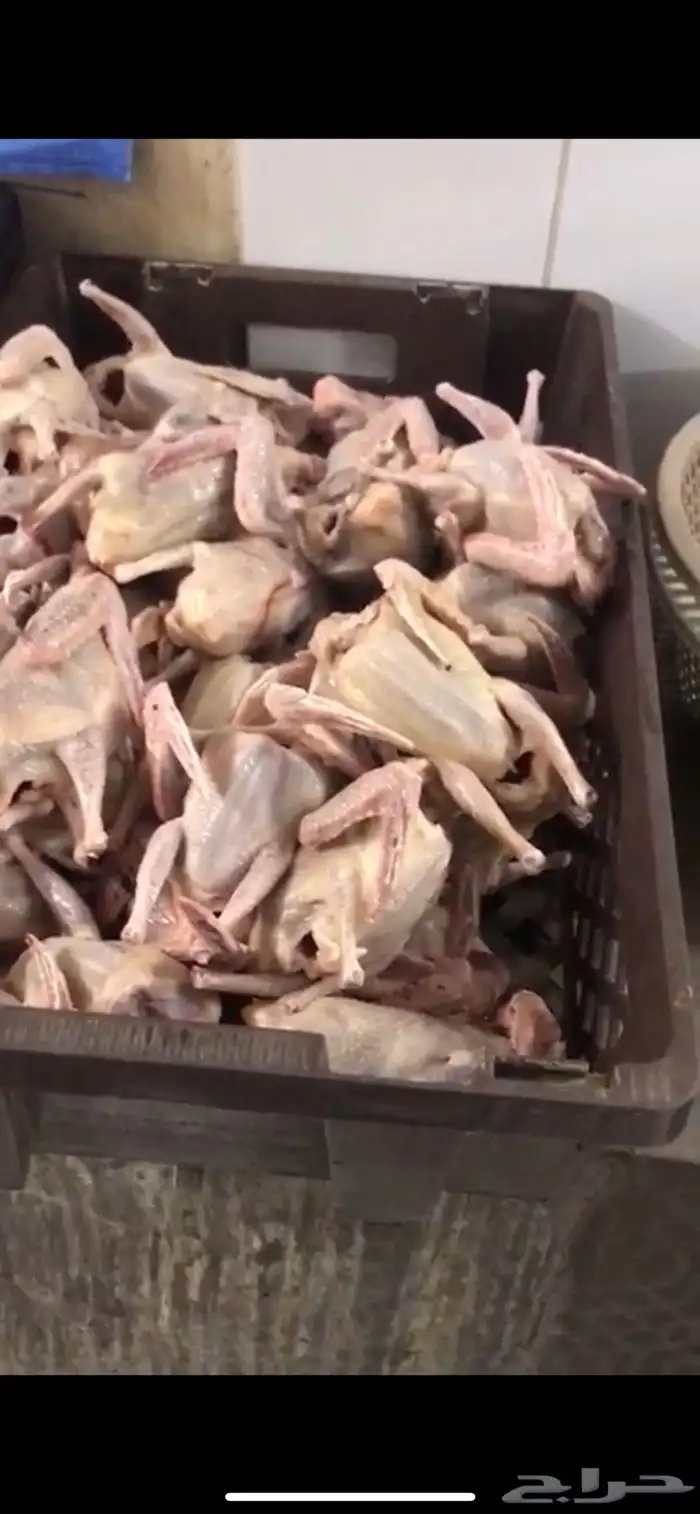 فراخة زاجل وفرنسي 2