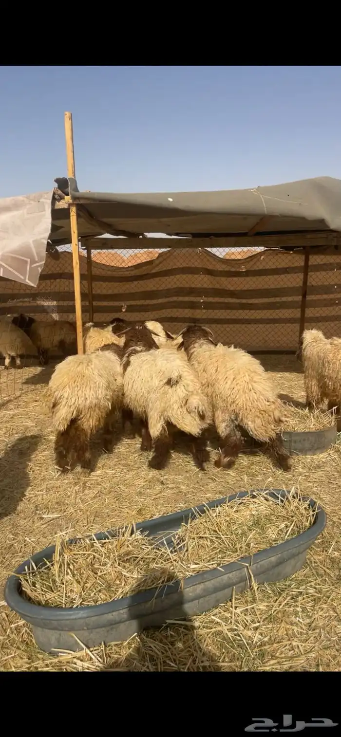 ذبايح نعيم 5