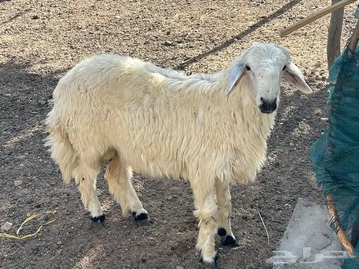 خرفان بلديه صفر نجران وتيوس بلديه دغس 32