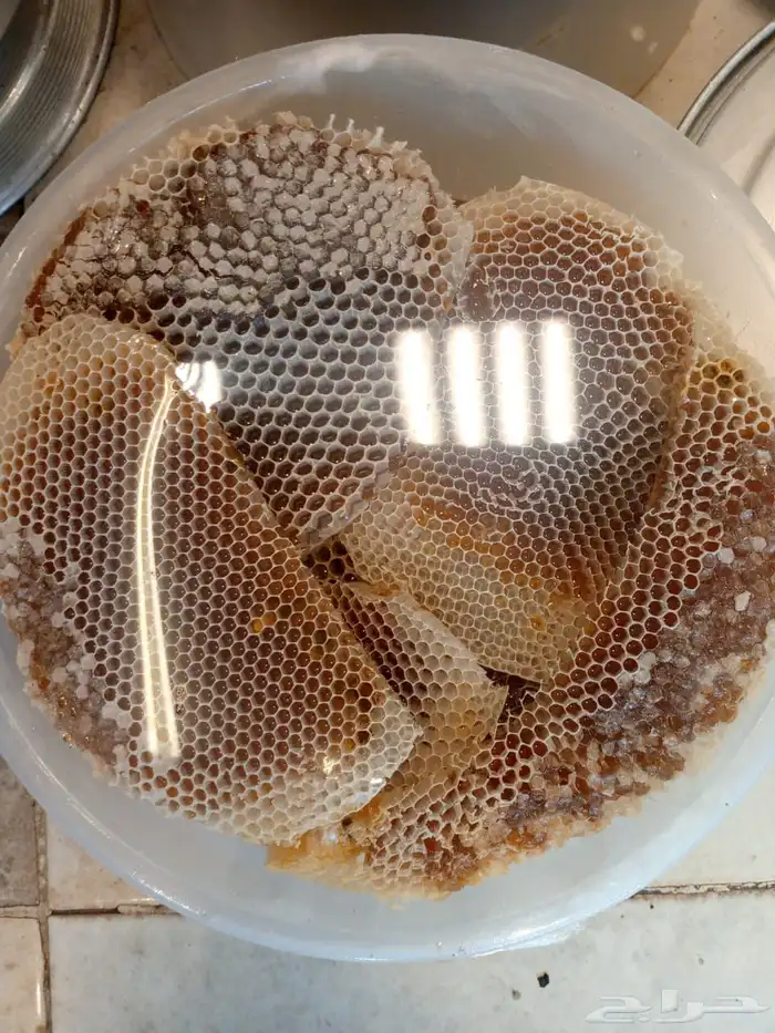 عسل من منحلي في الجنوب سمر سدر طلح ضهيانه غذاء الملكه اصلي 11