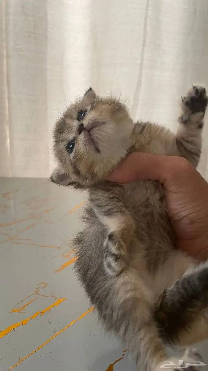 كيتن سكوتش فولد بيور 6