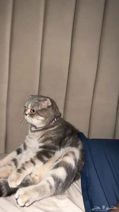 قط ذكر للتزاوج (سكوتش فولد) نوعية ممتازة Scottish Fold 12