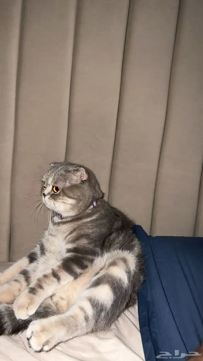 قط ذكر للتزاوج (سكوتش فولد) نوعية ممتازة Scottish Fold 12