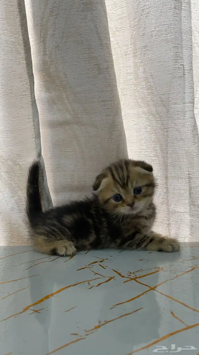 كيتن سكوتش فولد بيور 3