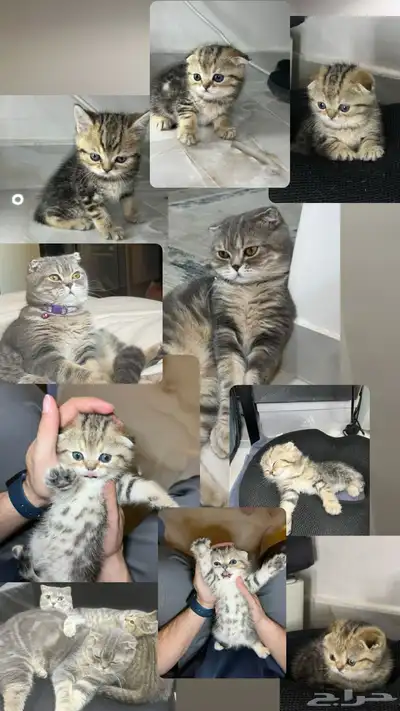 قط ذكر للتزاوج (سكوتش فولد) نوعية ممتازة Scottish Fold 16