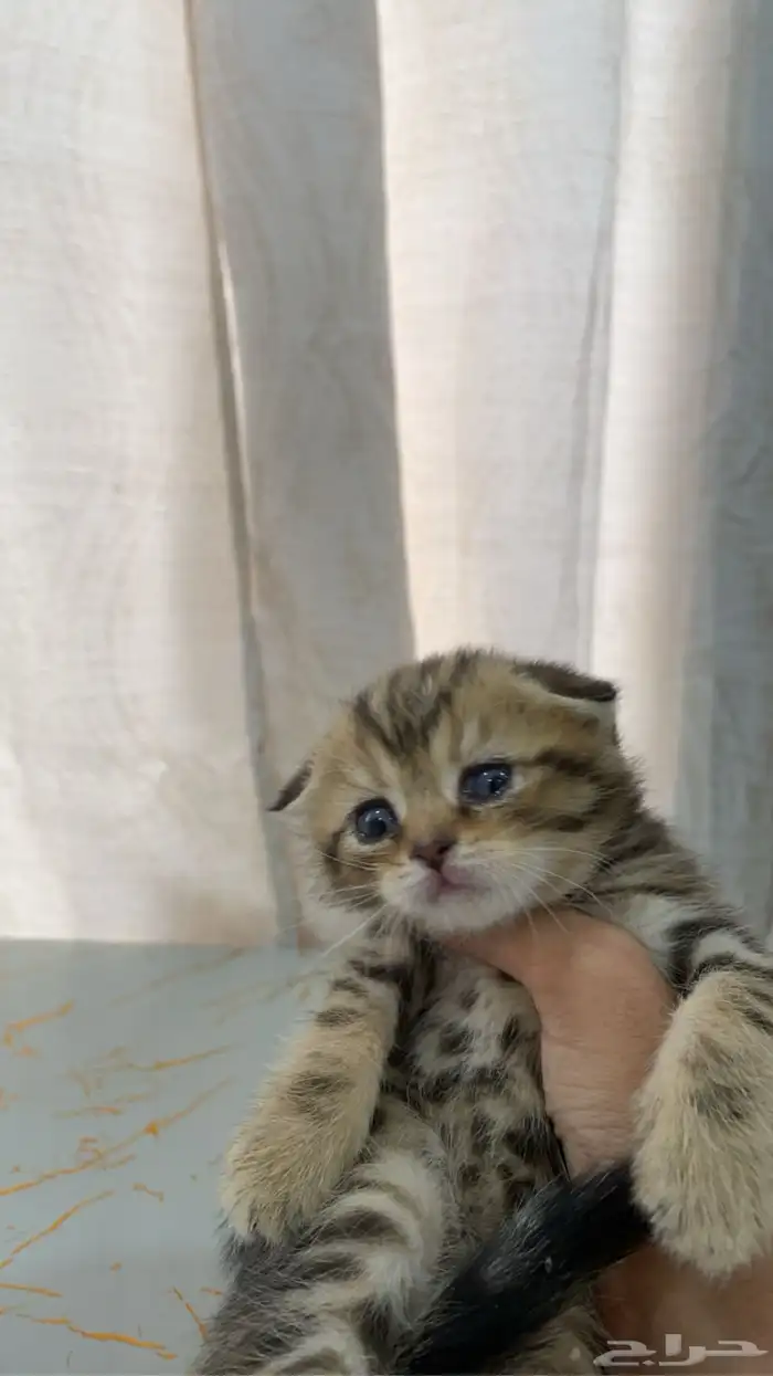 كيتن سكوتش فولد بيور 2