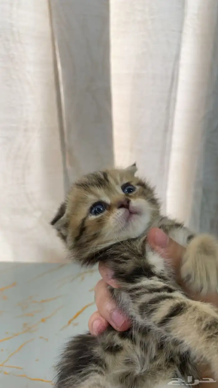 كيتن سكوتش فولد بيور 0