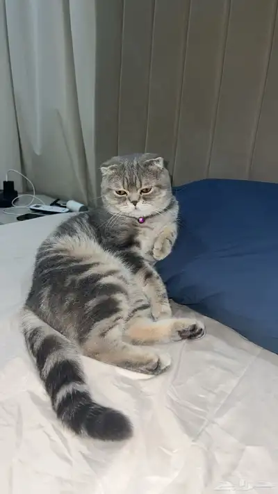 قط ذكر للتزاوج (سكوتش فولد) نوعية ممتازة Scottish Fold 13