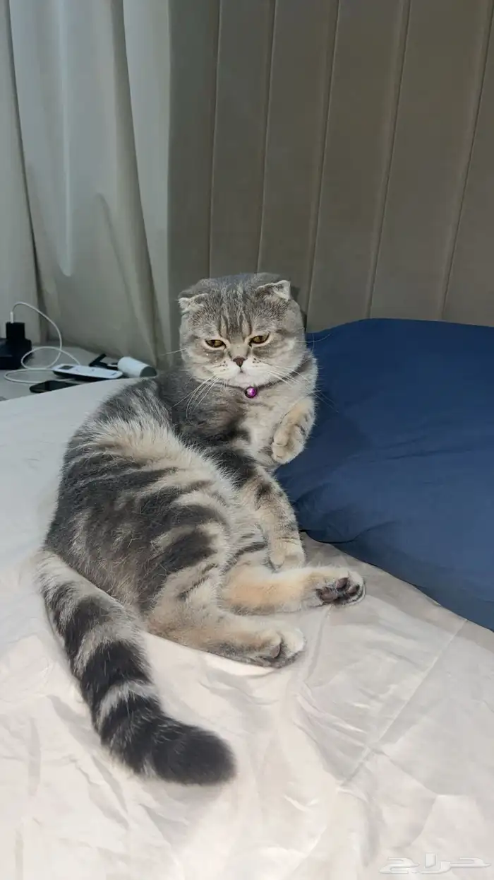 قط ذكر للتزاوج (سكوتش فولد) نوعية ممتازة Scottish Fold 13
