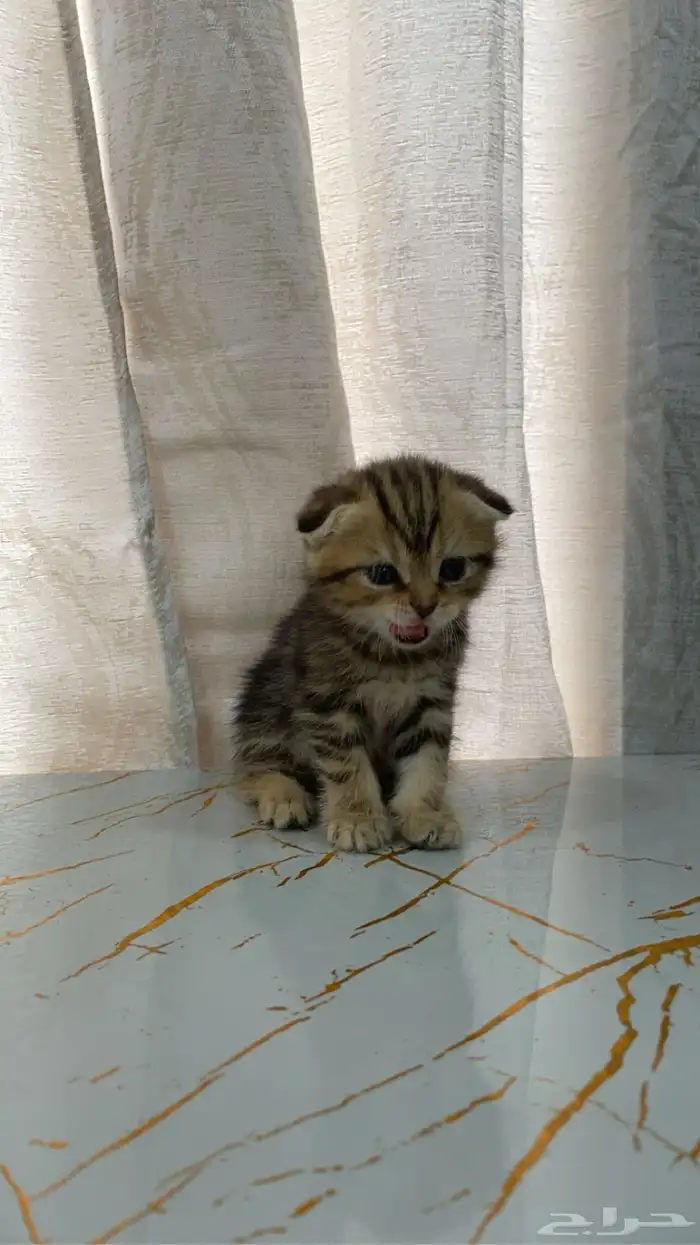 كيتن سكوتش فولد بيور 4