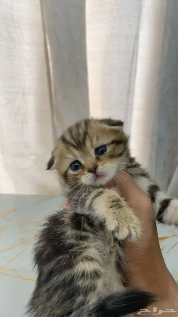 كيتن سكوتش فولد بيور 1